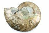 Cut & Polished Ammonite Fossil (Half) - Madagascar #364933-1
